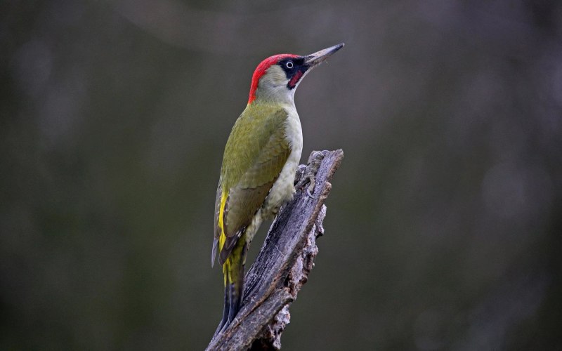 Picus viridis (зеленый дятел)