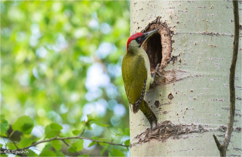 Зелёный дя́тел (Picus viridis)