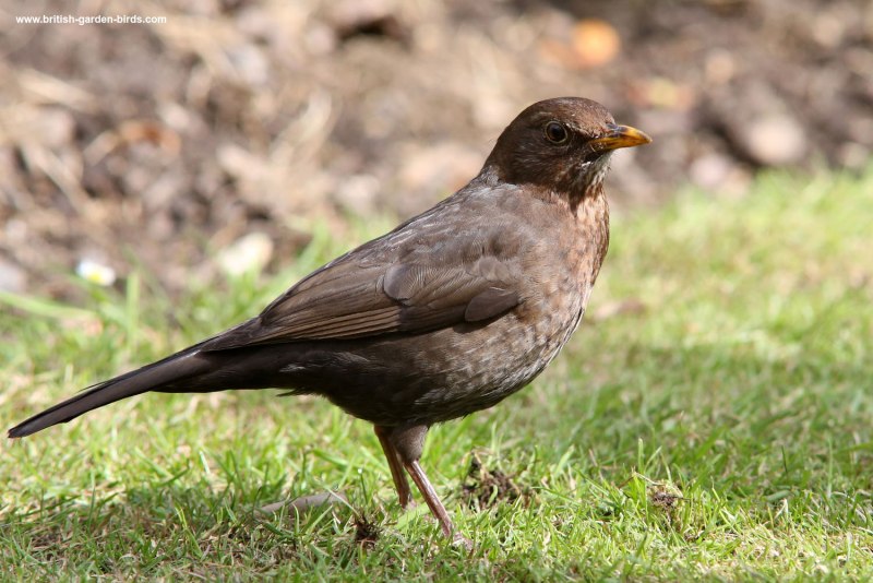 Turdus Merula самка