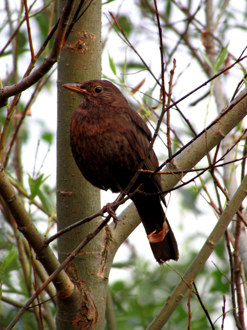 Turdus Merula самка