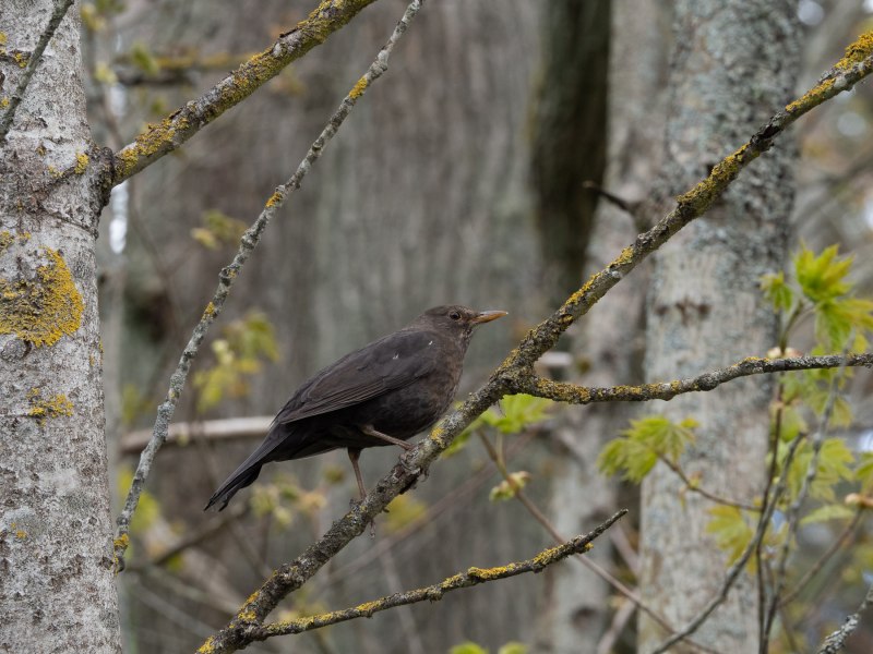 Дрозд чёрный (turdus Merula)