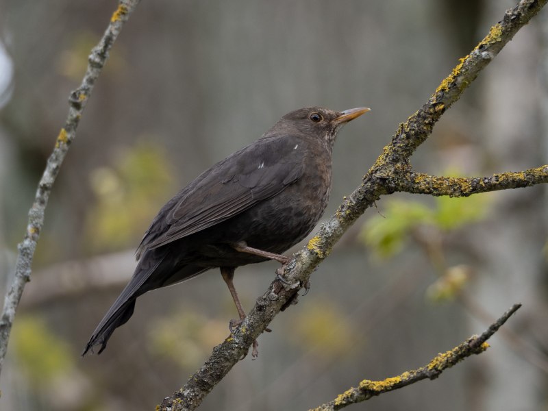 Дрозд чёрный (turdus Merula)