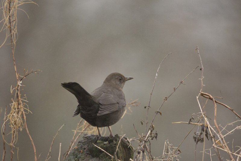 Turdus Merula