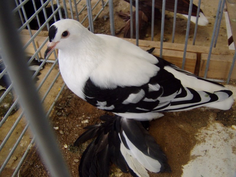 Pigeon Sputnik