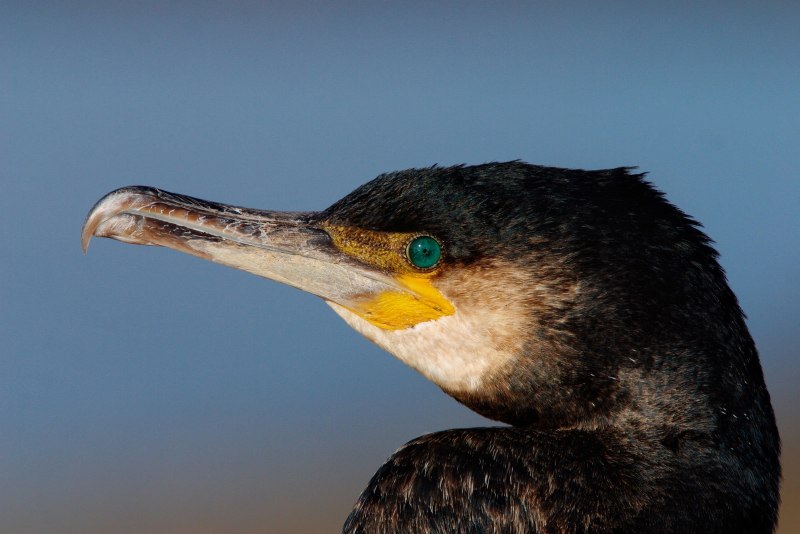 Большой Баклан – Phalacrocorax Carbo (l.)