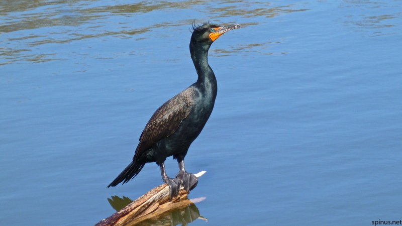 Phalacrocorax perspicillatus