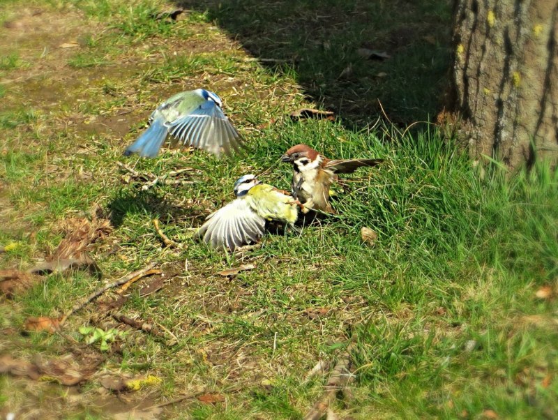 Let's look for Garden Birds
