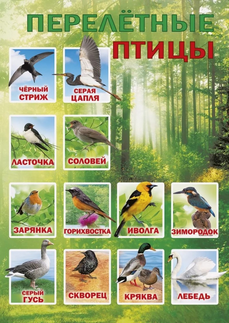 Зяблик питание