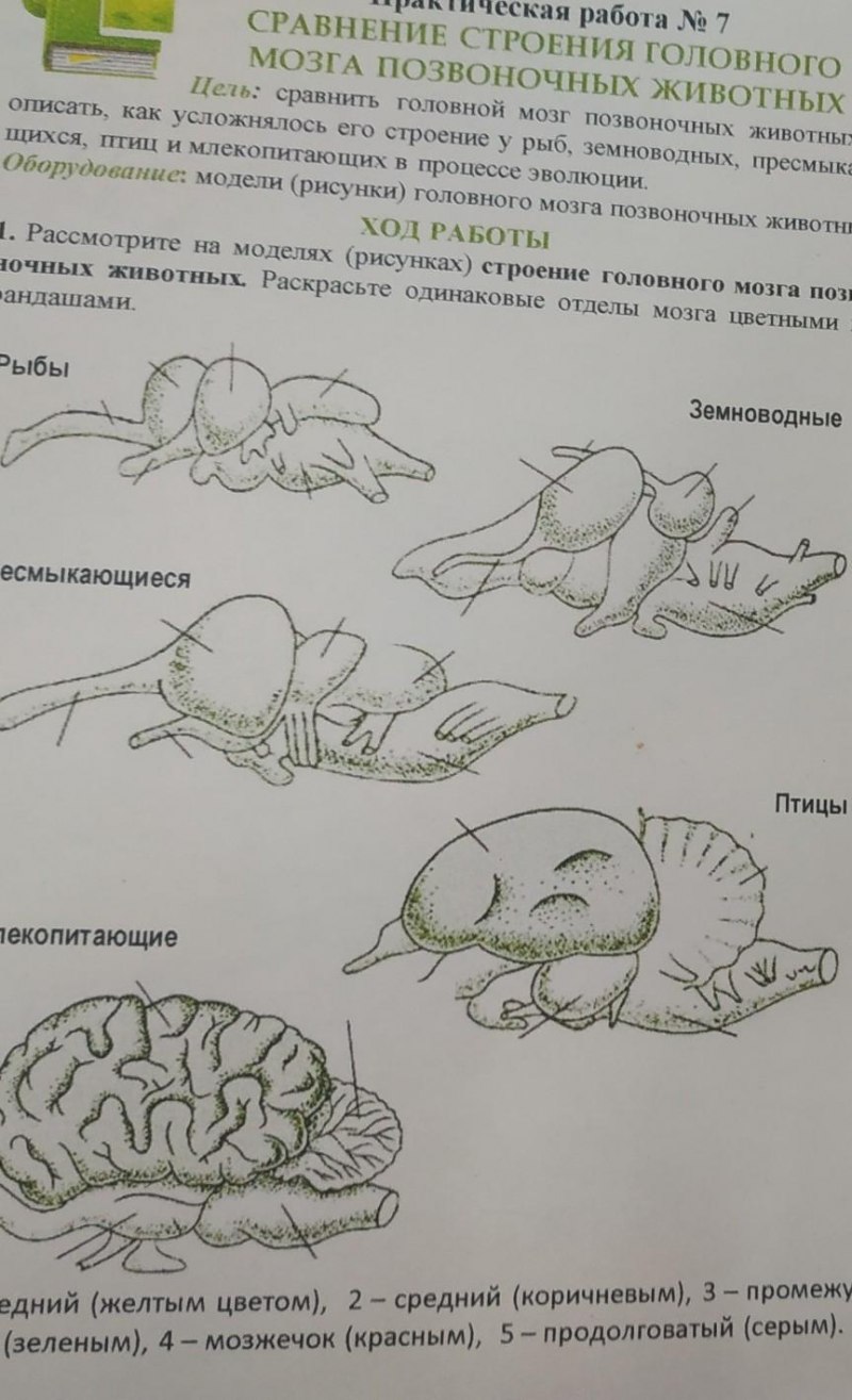 Мозги голубя