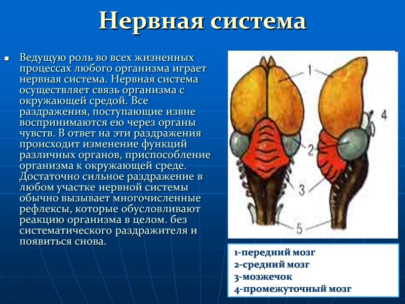 Строение головного мозга птицы рисунок