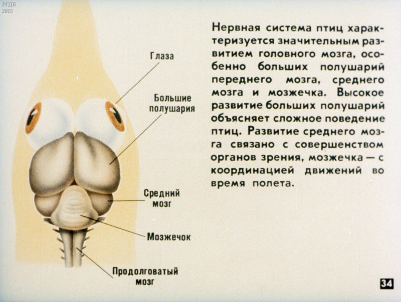Bird Brain