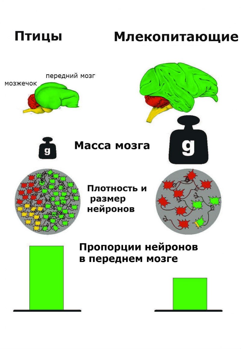 Ассоциативная часть мозга