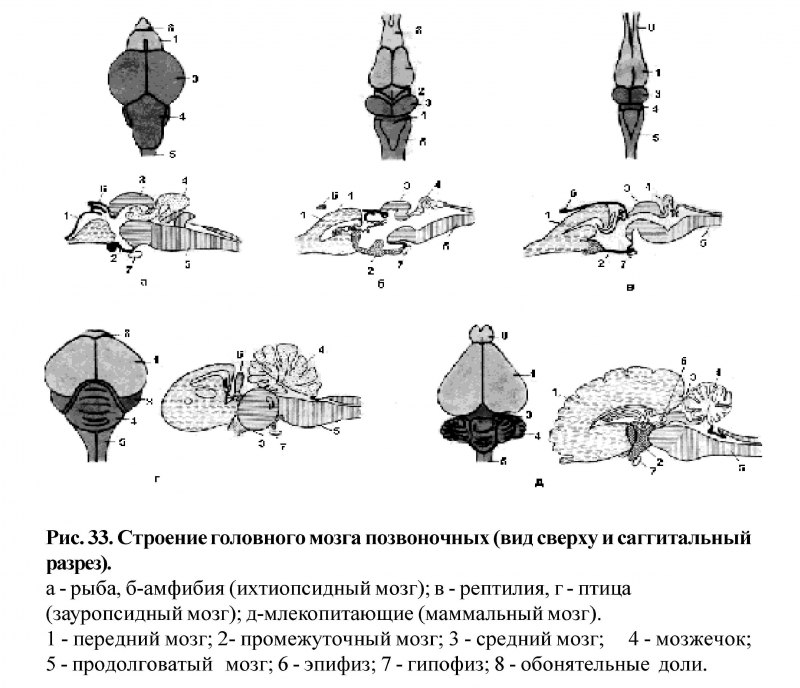 Отделы головного мозга собаки