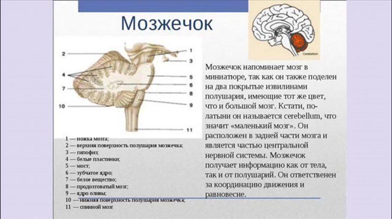 Мозг тираннозавра размер