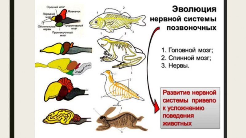 Внутренние органы пингвина