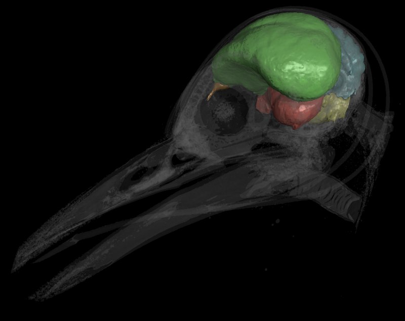 Bird Brain