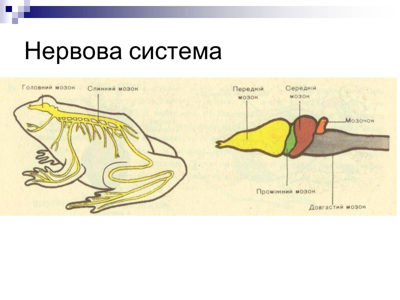 Bird Brain