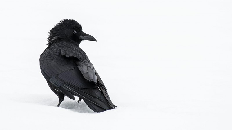 Семейство врановые - Corvidae