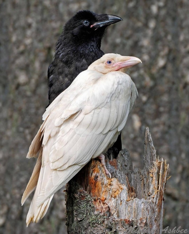 Corvus frugilegus