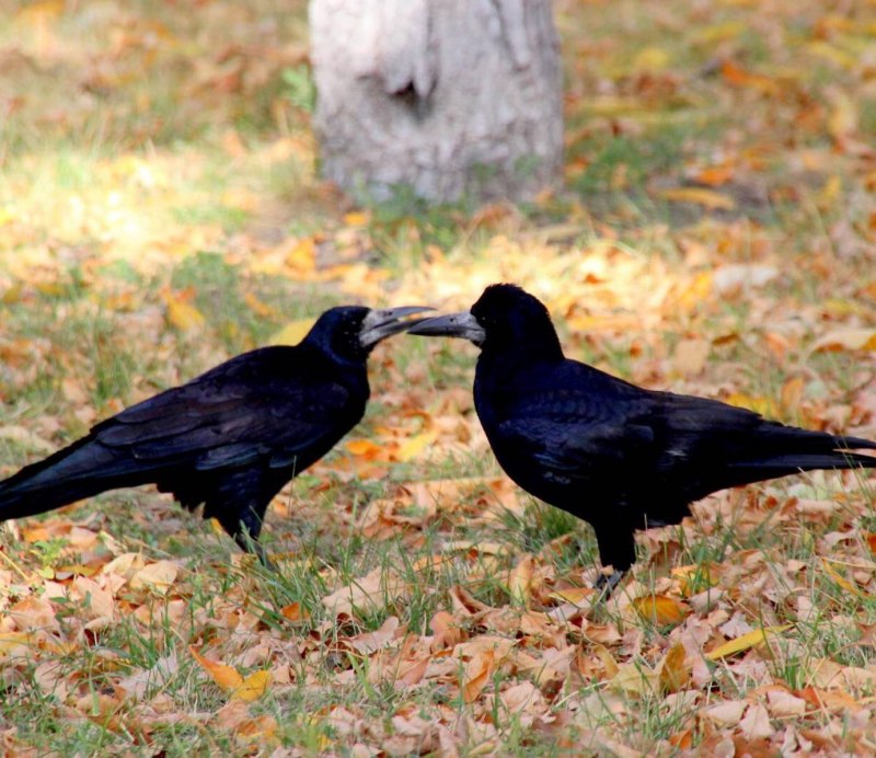 Corvus frugilegus птенцы