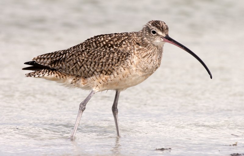 Средний кроншнеп (Numenius phaeopus) — уязвимый вид