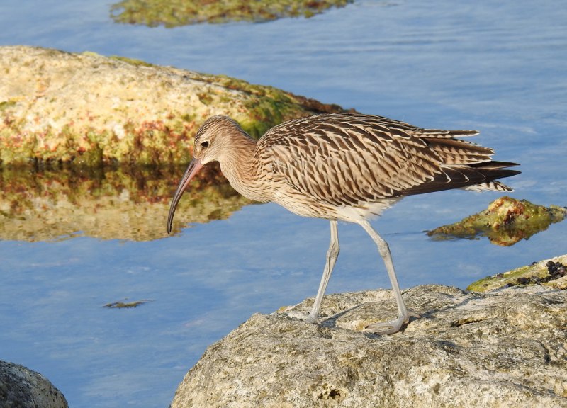 Кроншнеп средний – Numenius phaeopus