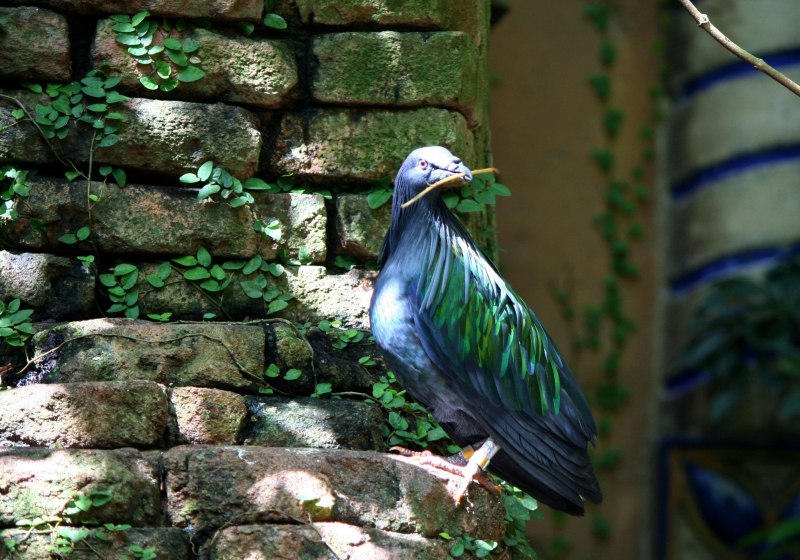 Treron sieboldii