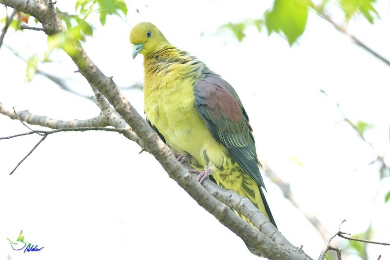 Treron fulvicollis