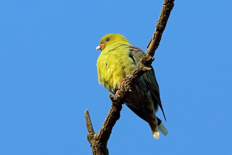 Ptilinopus porphyreus