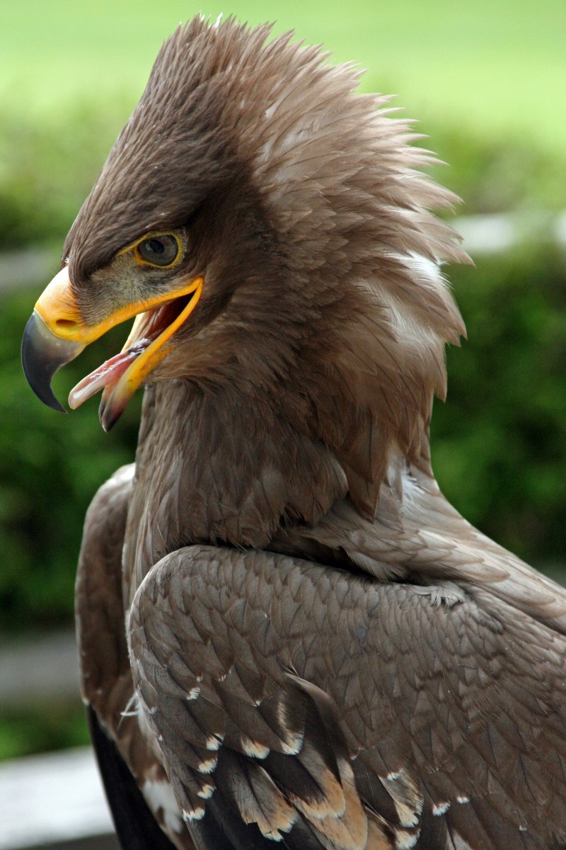 Aquila nipalensis