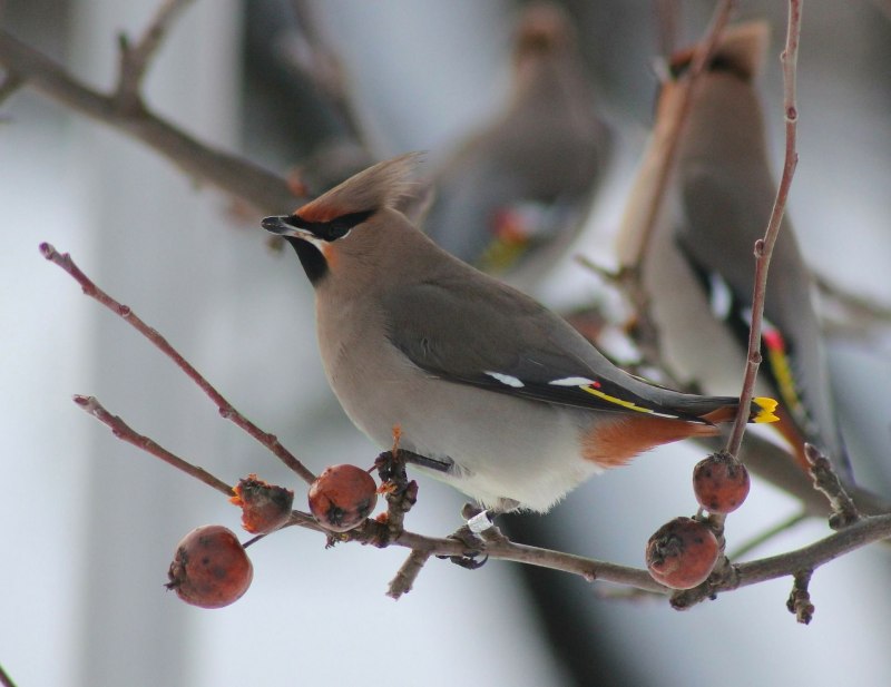 Свиристель обыкновенный (Bombycilla garrulus)