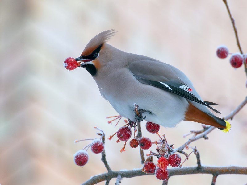 Birds eat Rowan Berries