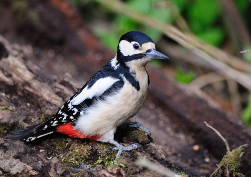 Dendrocopos female