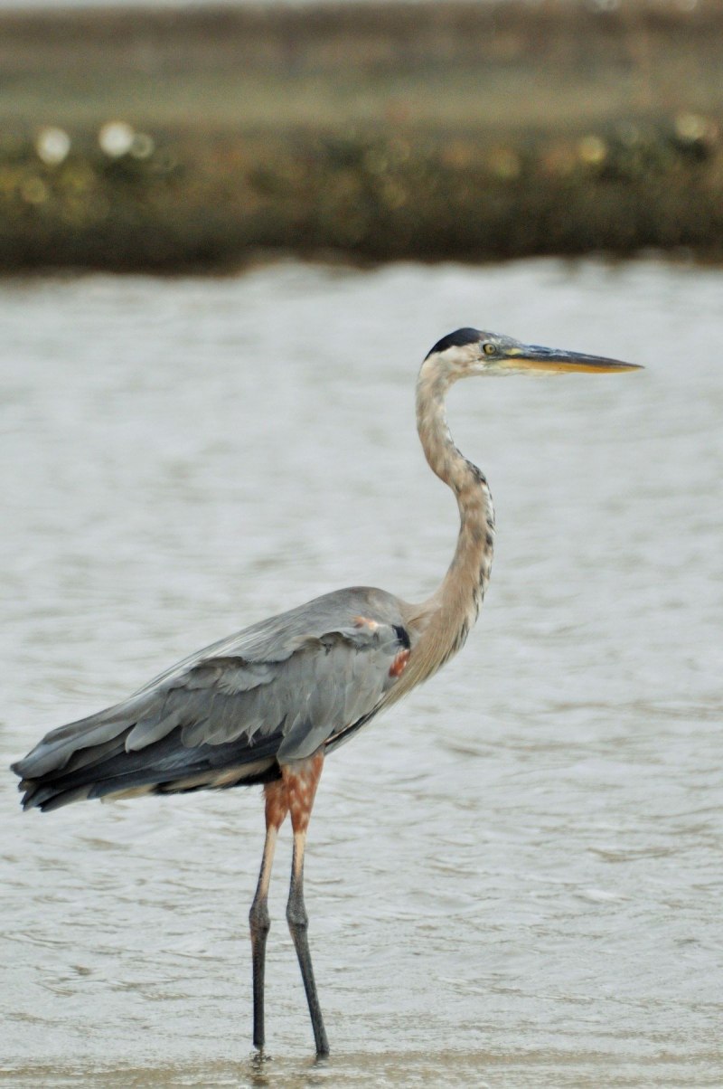 Egretta rufescens