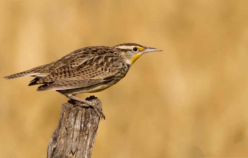 Campylorhamphus trochilirostris