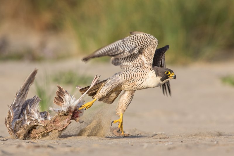 Barn Owl vs Hawk