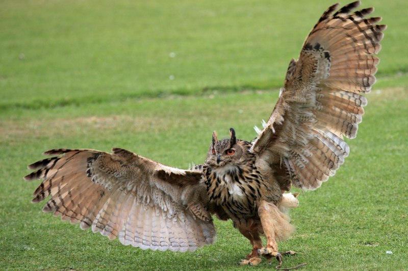 American Goshawk