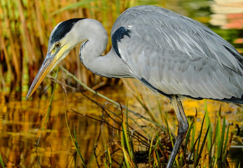 Птица Ardea cinerea