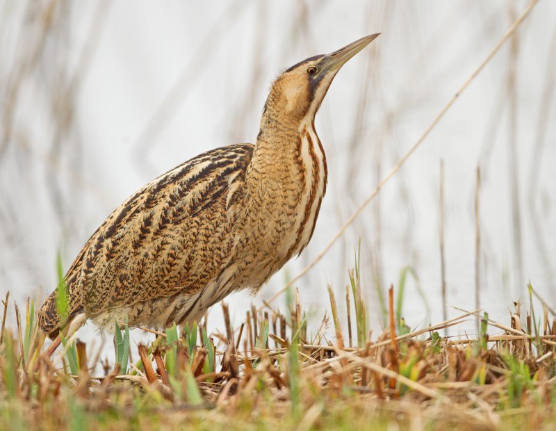 Bittern booming