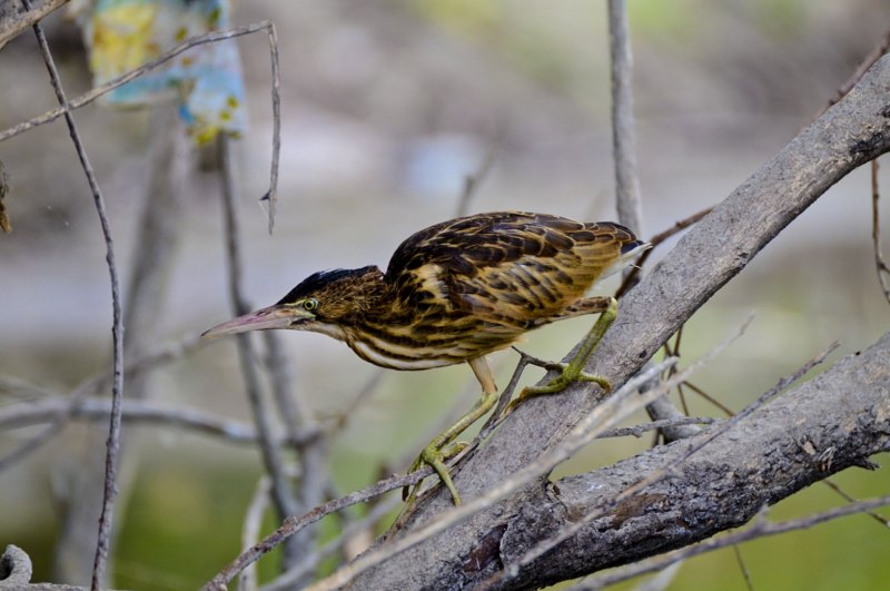 Выпь малая (Ixobrychus minutus)