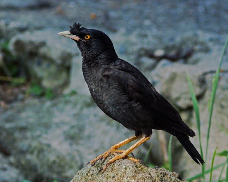 Майна обыкновенная (common Myna).