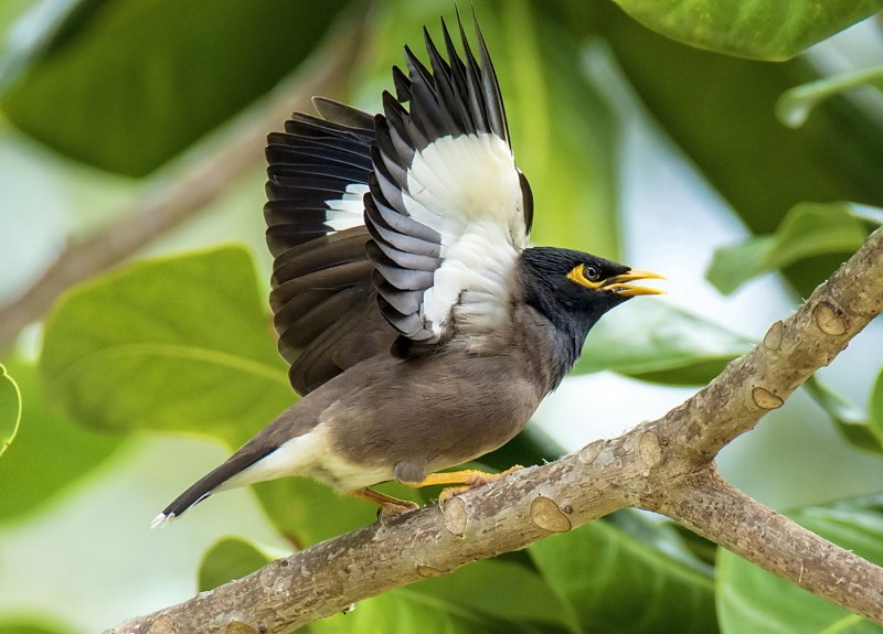 Майна обыкновенная (common Myna).