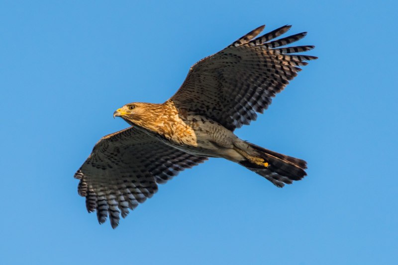 Хищные птицы Birds of Prey