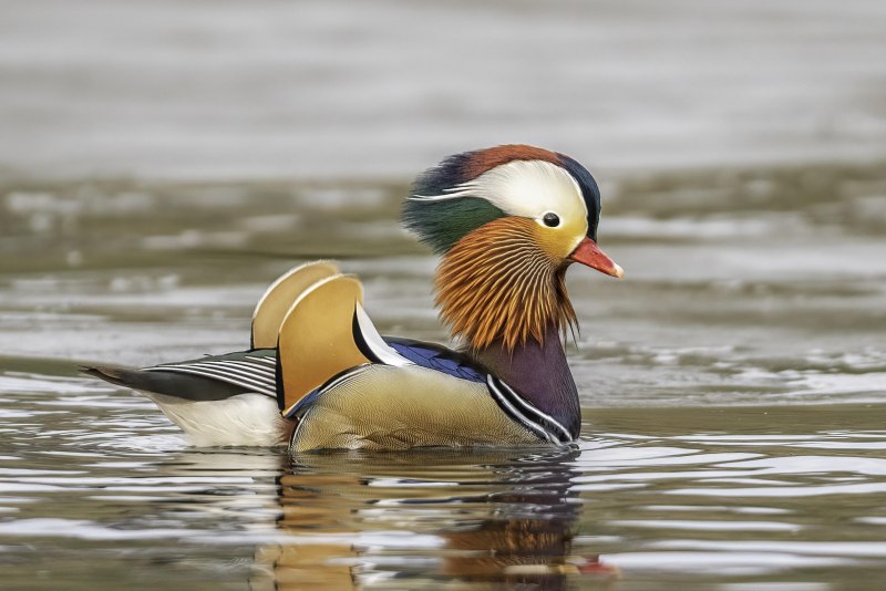 «Утка Мандаринка (Aix galericulata