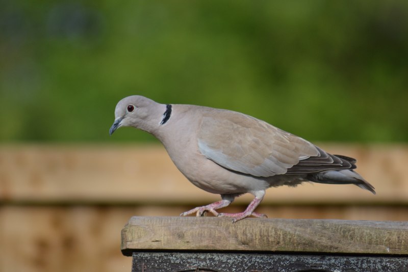 Кольчатая Горлица (Streptopelia bitorquata)