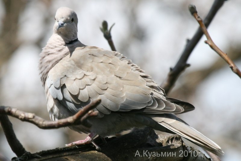 Две кольчатые горлицы