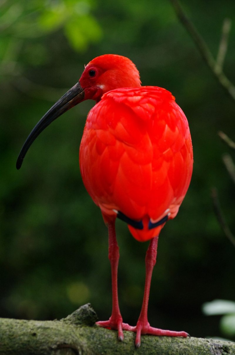 Птица красного цвета (48 фото)