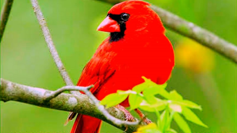 Myzomela cardinalis