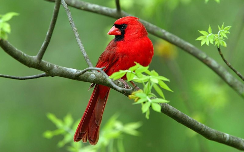 Red Cardinal птица