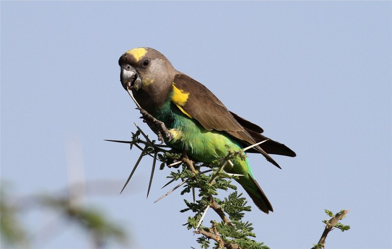 Мейеров длиннокрылый #попугай (лат. #Poicephalus meyeri